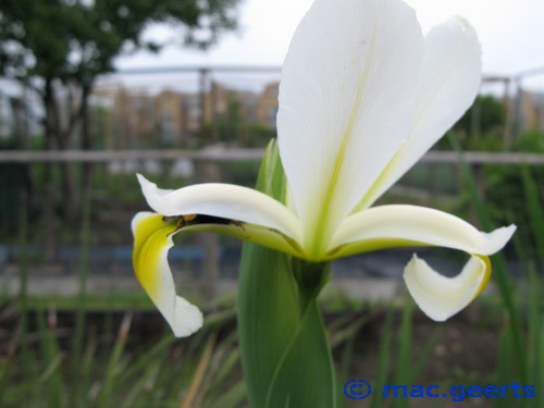 Iris orientalis